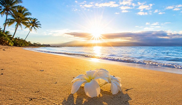 Summer Specials-Luxury Ocean Front Condo Free Wi-Fi. Legal Rental
