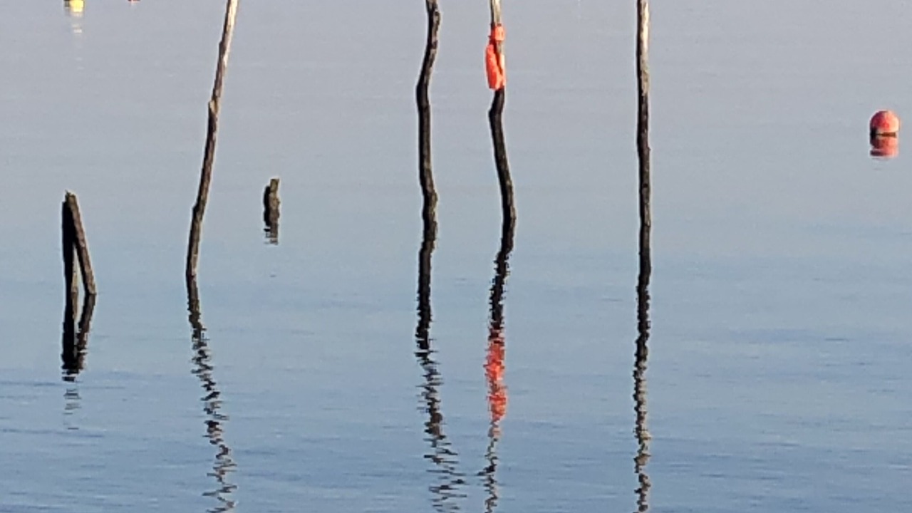 Photo of Others in Arcachon